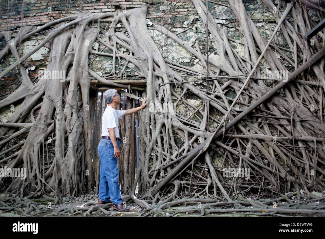 Banyan Tree Wurzeln umgeben ein niederländischen kolonialen Lager, bekannt als der "Banyan House" in Anping, Taiwan Stockfoto