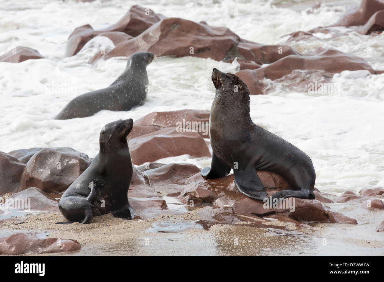 Robben am Cape Cross in Namibia Stockfoto