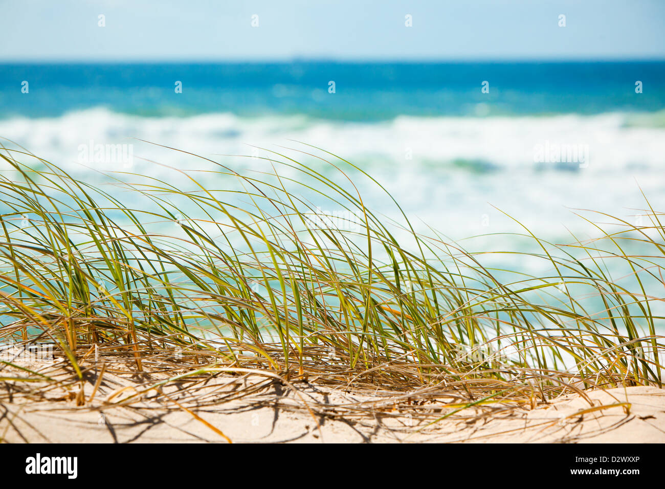 Grüner Rasen auf sandigen Düne mit Blick auf tropischen Strand Stockfoto