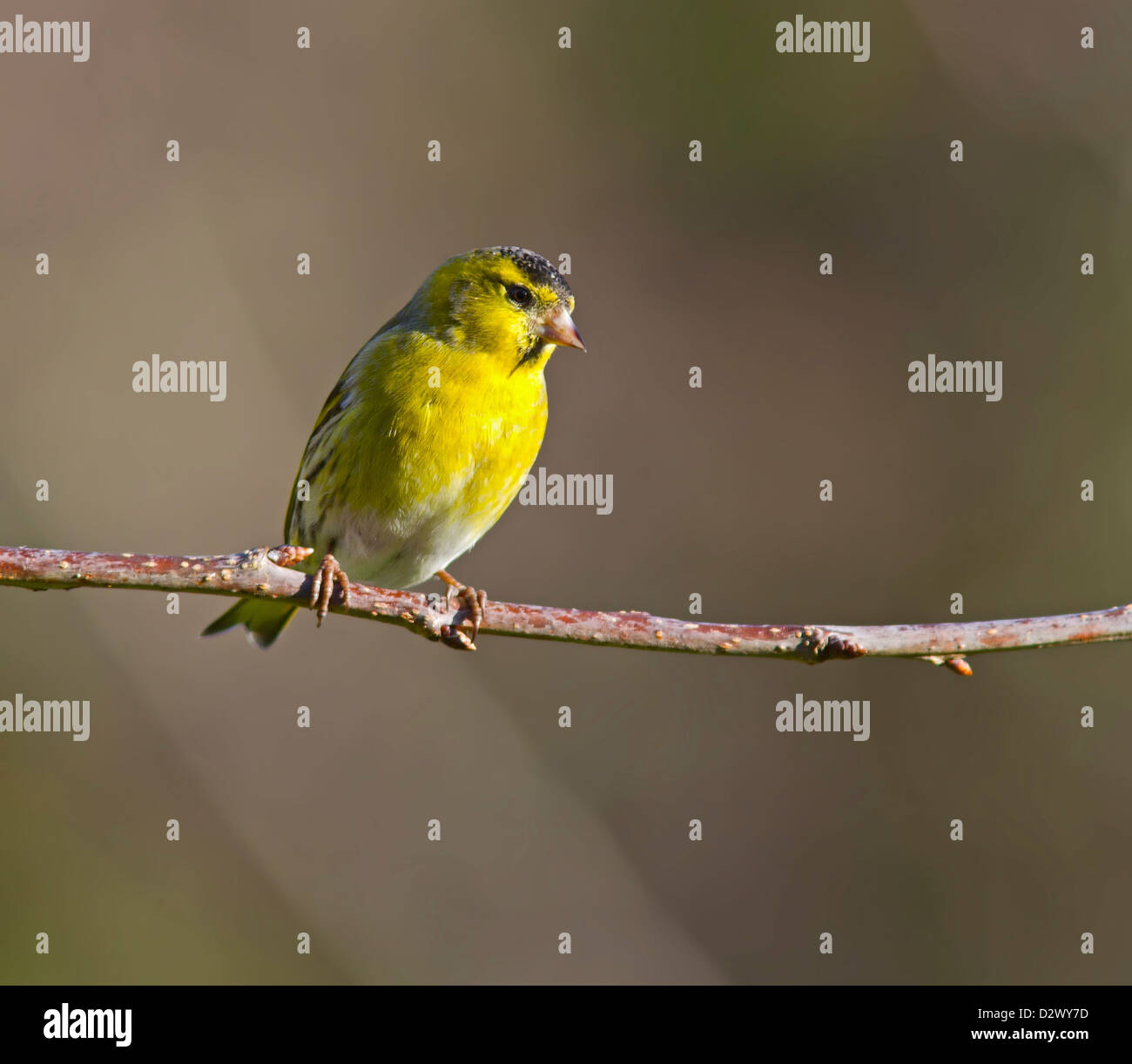 Männliche Erlenzeisig thront auf einem Ast. Stockfoto Männliche Erlenzeisig thront auf einem Ast. Stockfoto