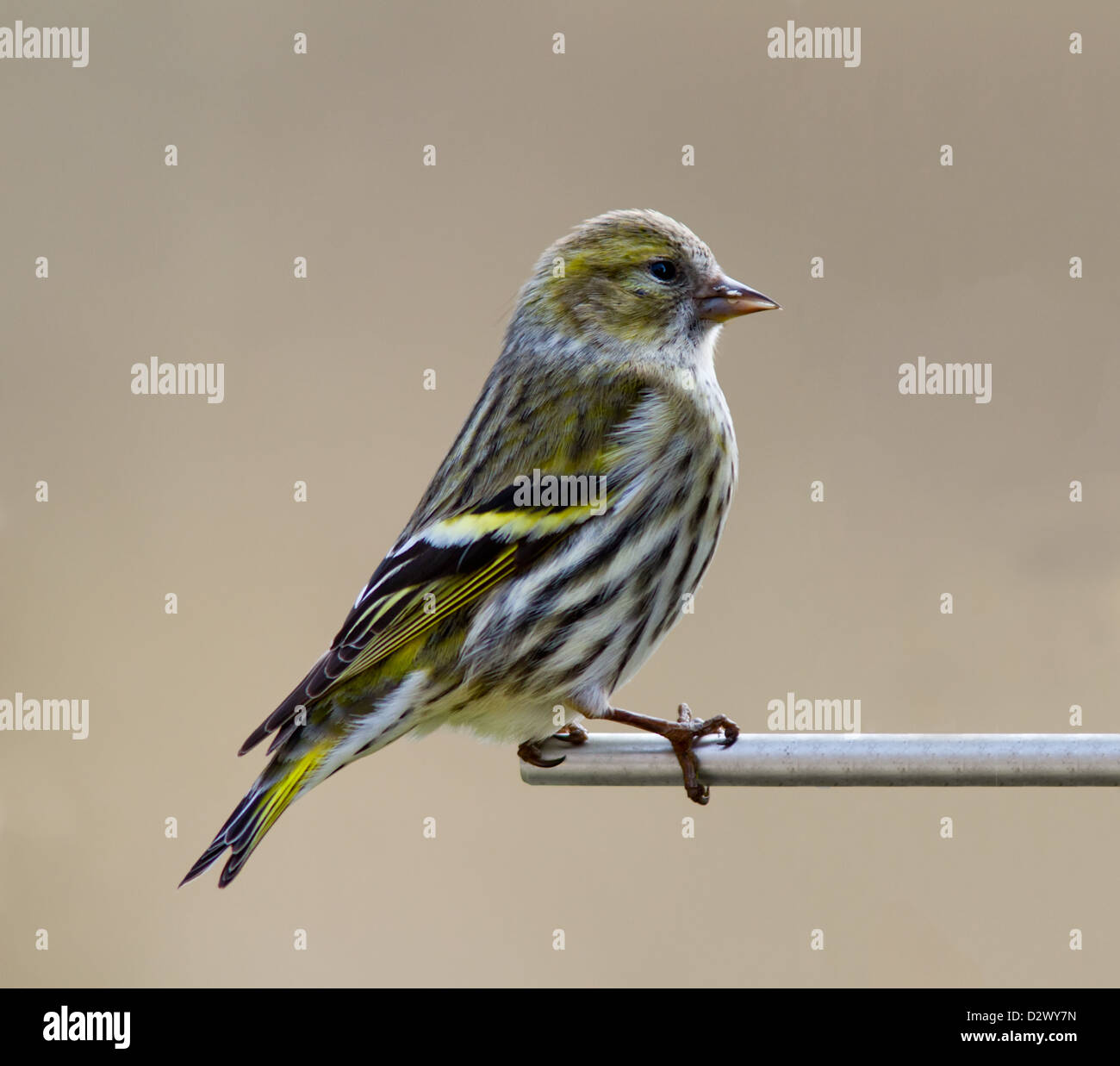 Weibliche Siskin Stockfoto Weibliche Siskin Stockfoto