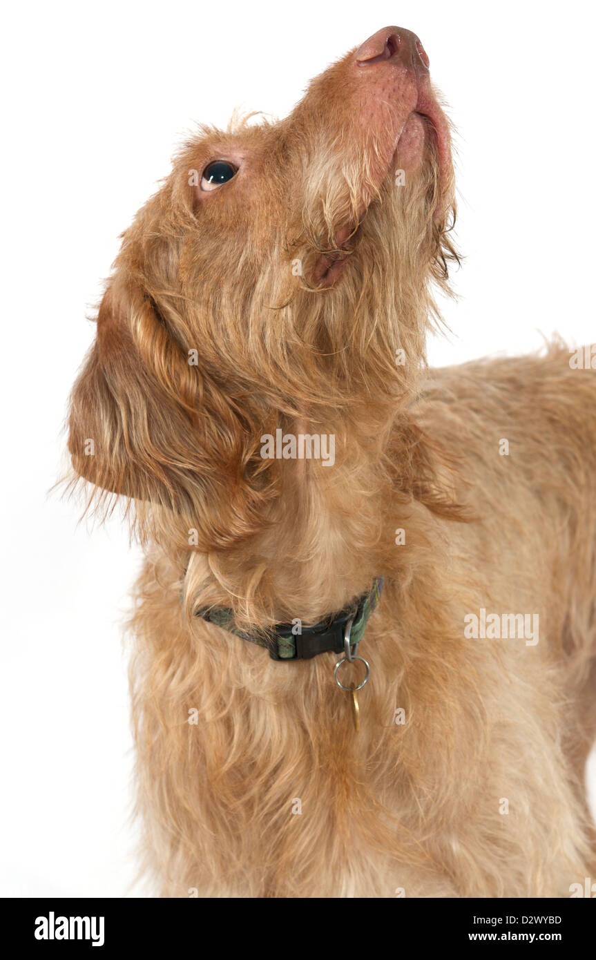 Hund schaut nach oben Fotos und Bildmaterial in hoher Auflösung Alamy
