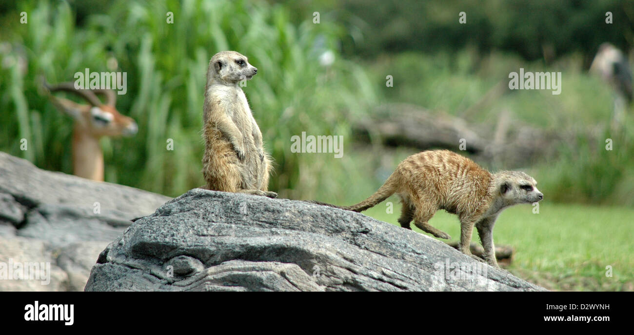 Erdmännchen auf einem Felsen im Zoo Stockfoto