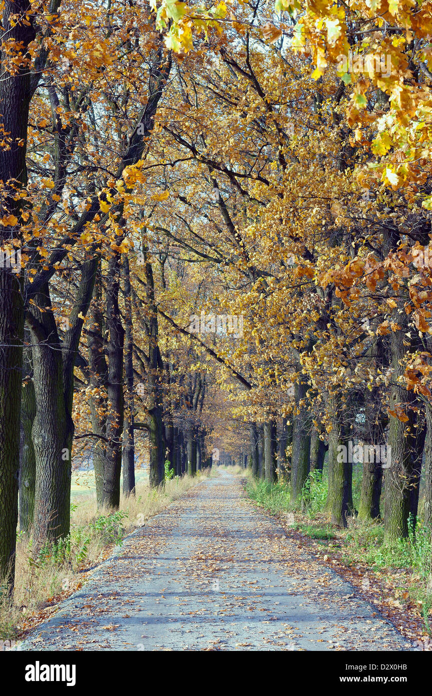 Herbst Lane mit alten Eichen auf beiden Seiten Quercus robur Stockfoto