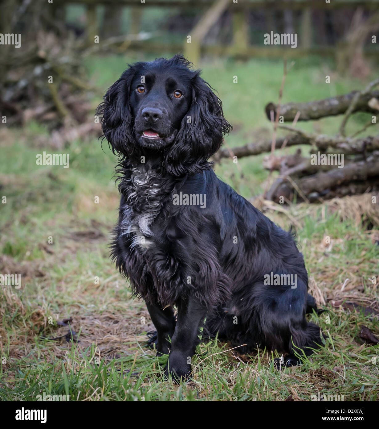Cocker Spaniel Jagdhund, schwarz, sitzen unter einige Protokolle in einem Feld auf ein Shooting-Tag warten auf einen Befehl Stockfoto