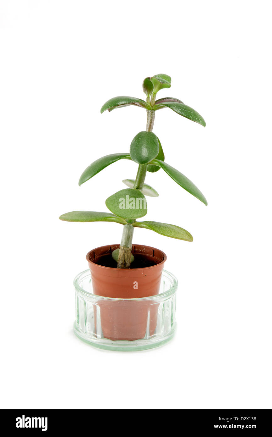 zaun blumenkasten bellissa Origami Pflanzkasten  Rasenkante 24