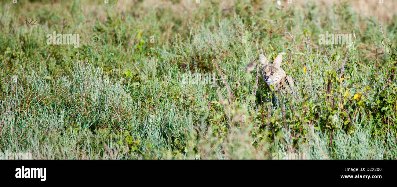 Ein Serval jagt Kleintiere auf der afrikanischen Savanne. Serengeti Nationalpark, Tansania. Stockfoto