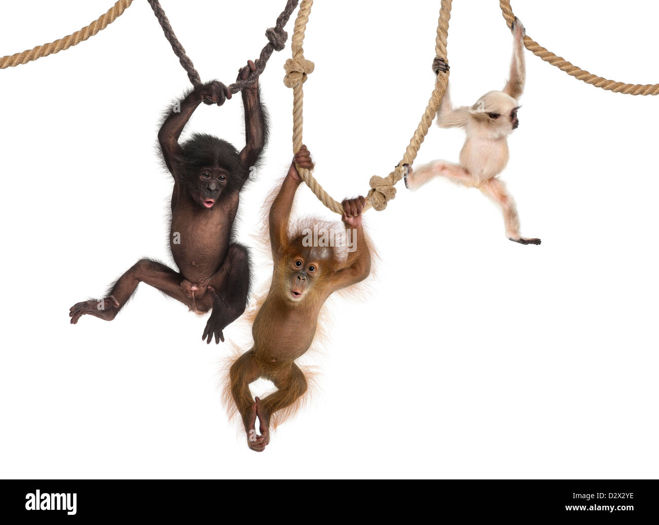 Junger Orang-Utan, Young Pileated Gibbon und jungen Bonobo hängt an Seilen vor weißem Hintergrund Stockfoto