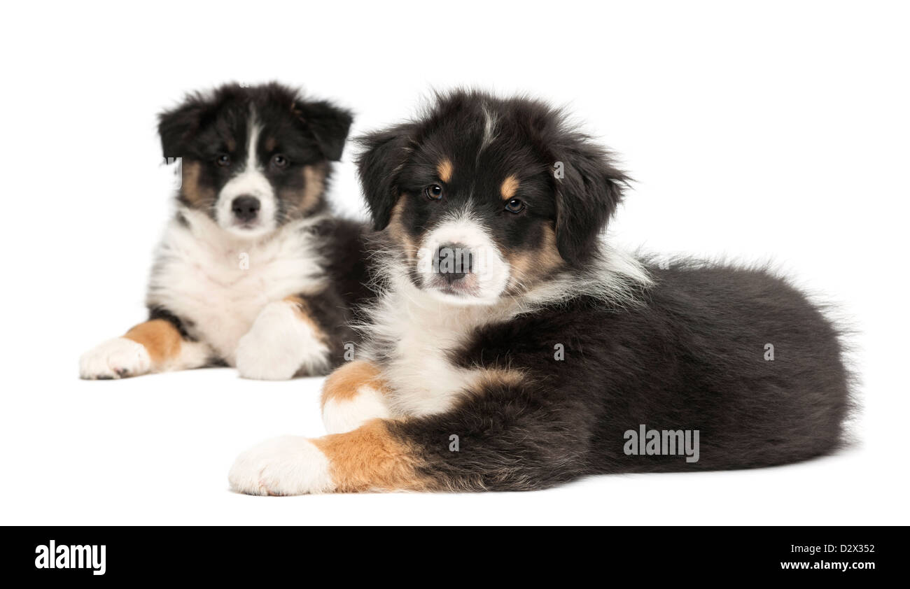 Zwei Australian Shepherd Welpen, 2 Monate alt, Lügen und schaut in die Kamera vor weißem Hintergrund Stockfoto