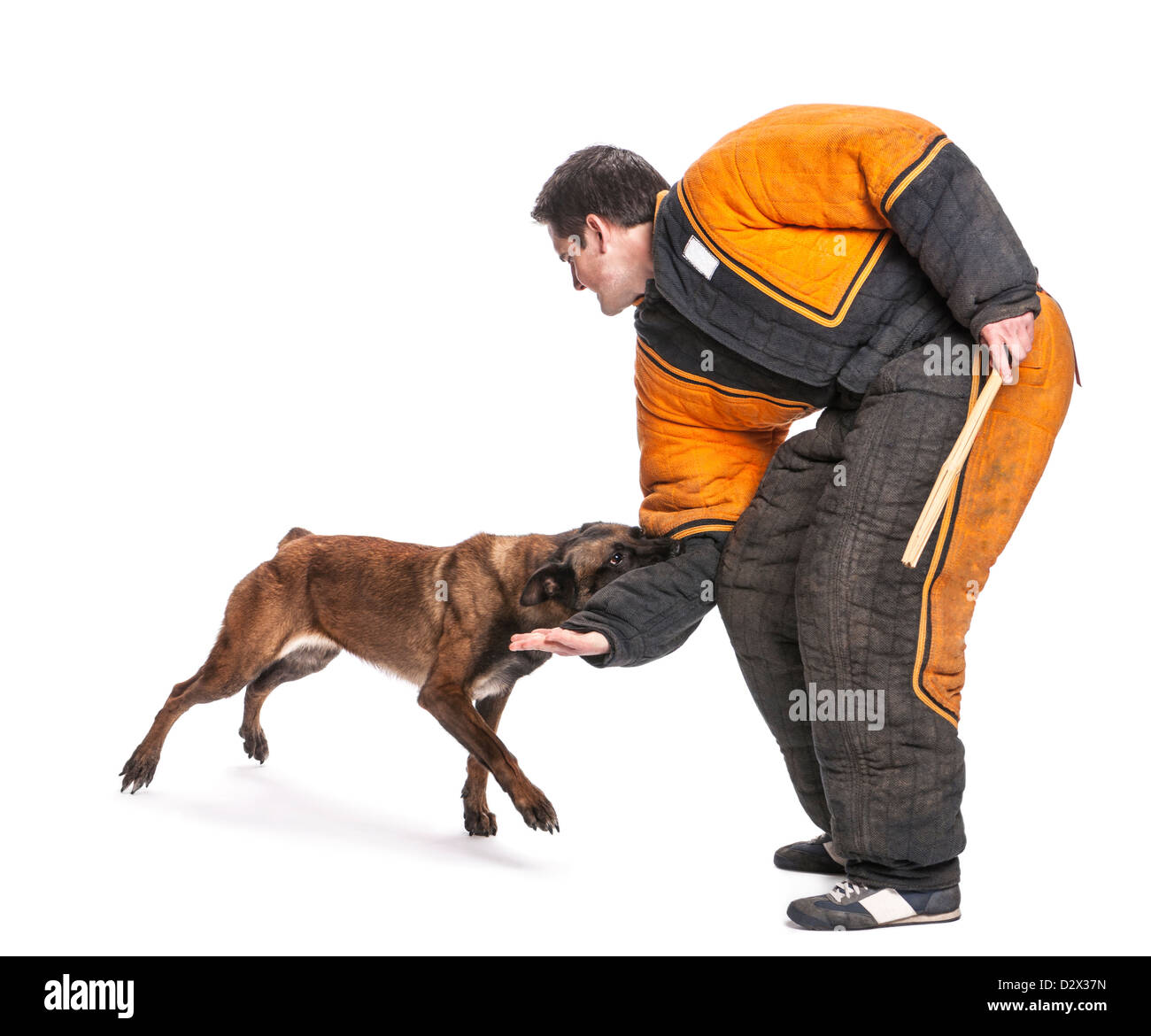 Belgischer Schäferhund Angriff auf den Arm eines Trainers tragen einen Körper Biss zu entsprechen, vor weißem Hintergrund Stockfoto