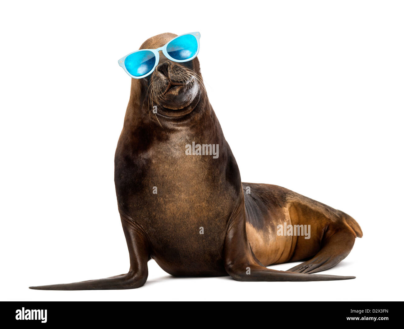 Kalifornische Seelöwe, Zalophus Californianus, 17 Jahre alt, mit Sonnenbrille vor weißem Hintergrund Stockfoto