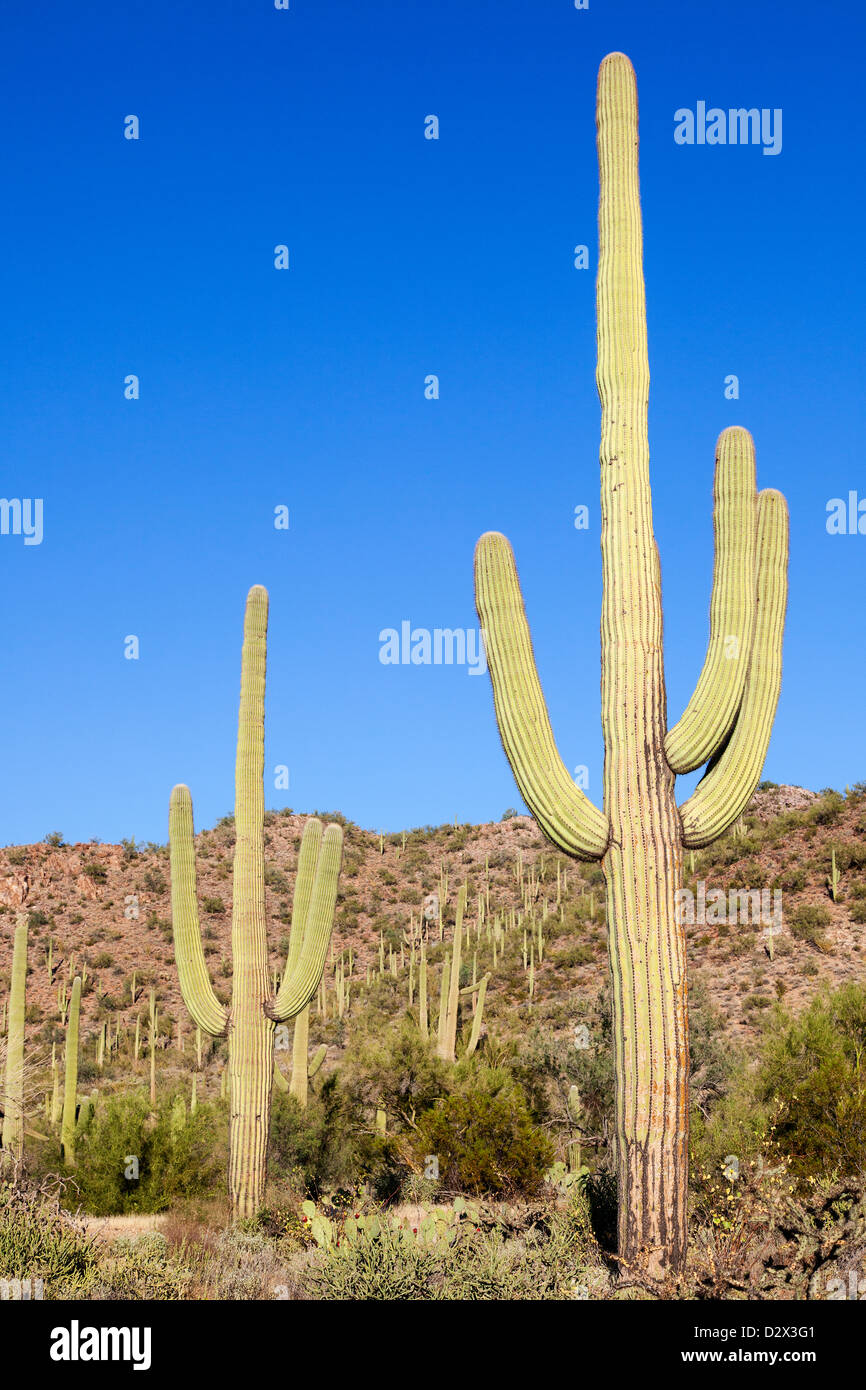 Riesenkakteen im Saguaro Nationalpark, Arizona, USA Stockfoto