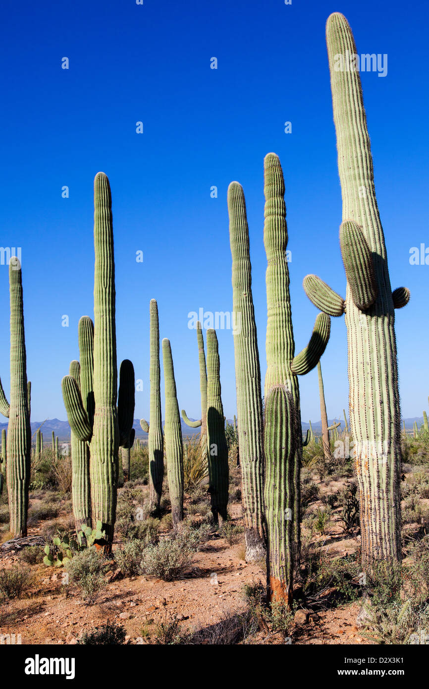 Riesenkakteen im Saguaro Nationalpark, Arizona, USA Stockfoto