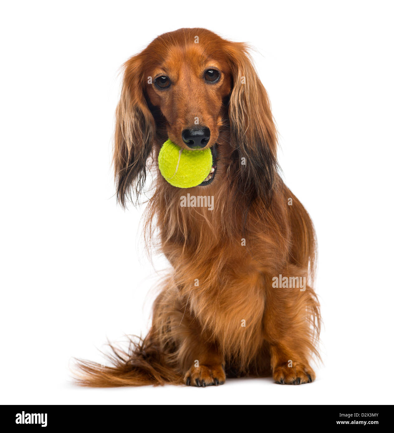 Dackel, 4 Jahre alt, sitzt mit Tennisball im Mund vor weißem Hintergrund Stockfoto