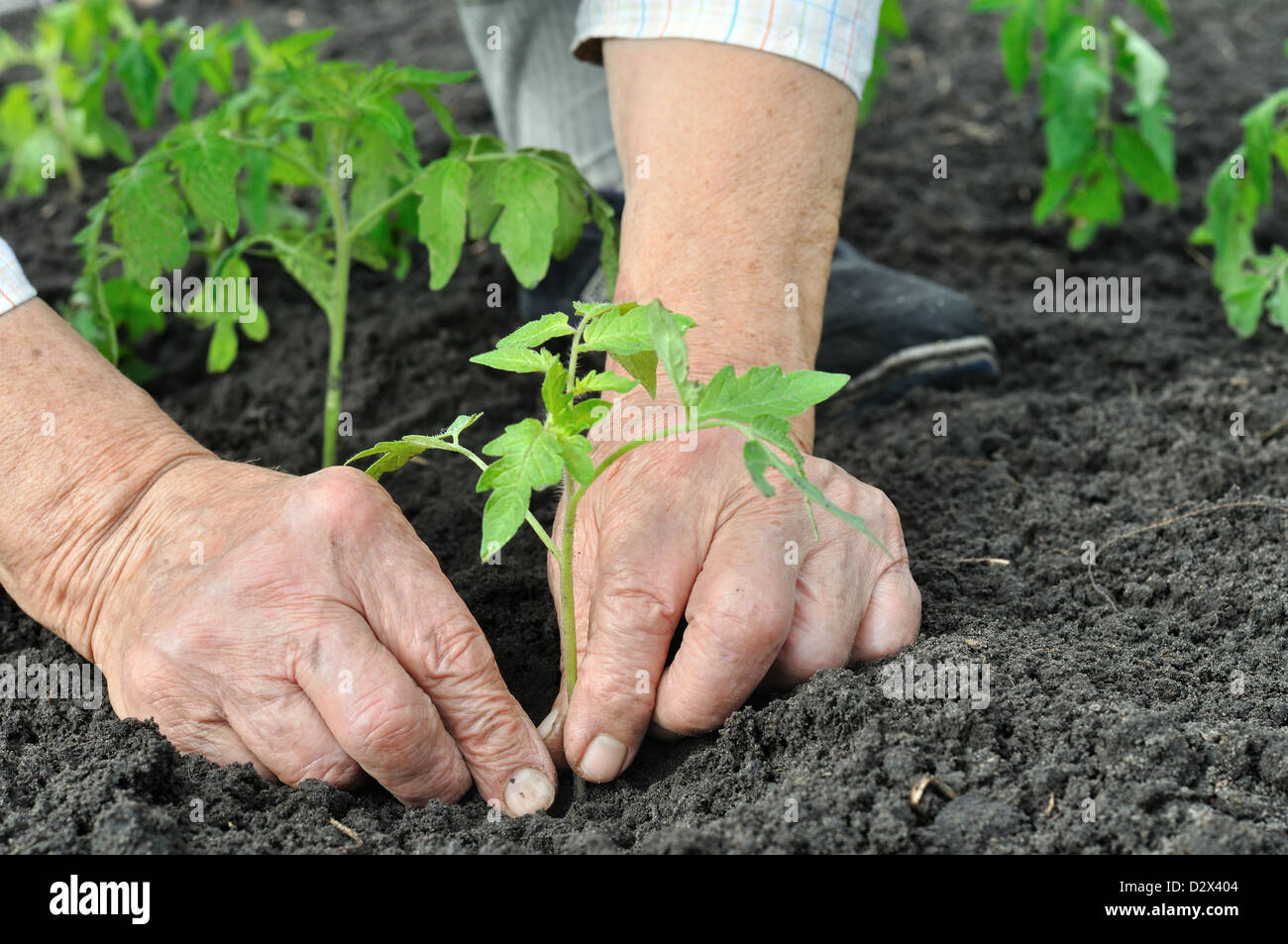 ältere Frau pflanzt einen Tomaten-Sämling Stockfoto