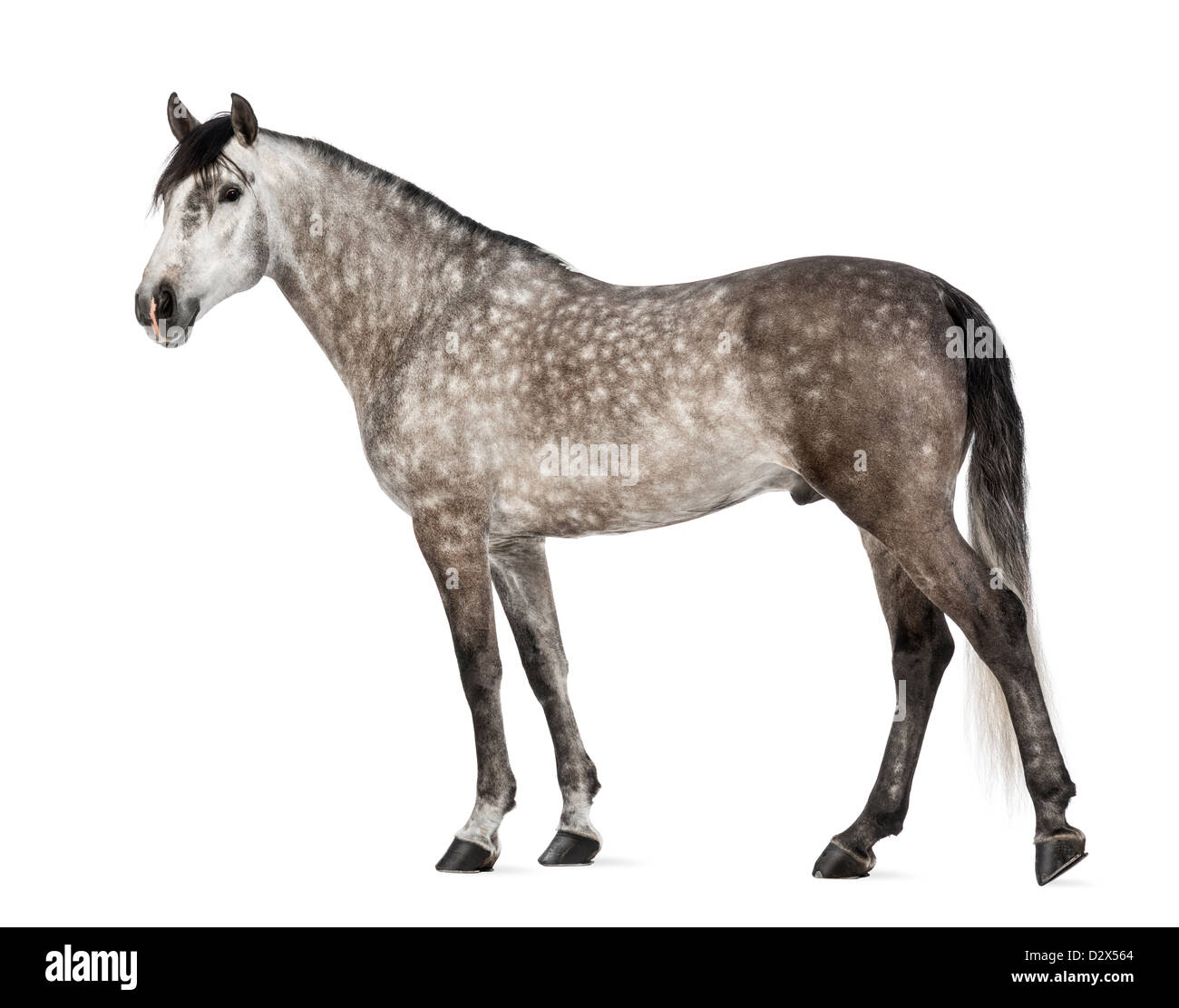 Andalusier, 7 Jahre alt, auch bekannt als die reinen spanischen Pferd oder PRE, vor weißem Hintergrund Stockfoto