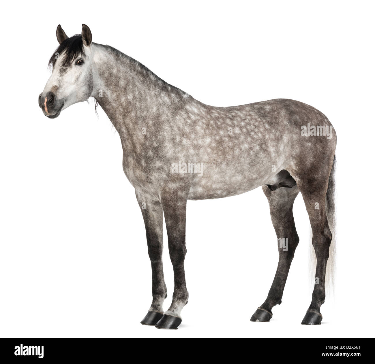 Andalusier, 7 Jahre alt, auch bekannt als die reinen spanischen Pferd oder PRE, vor weißem Hintergrund Stockfoto