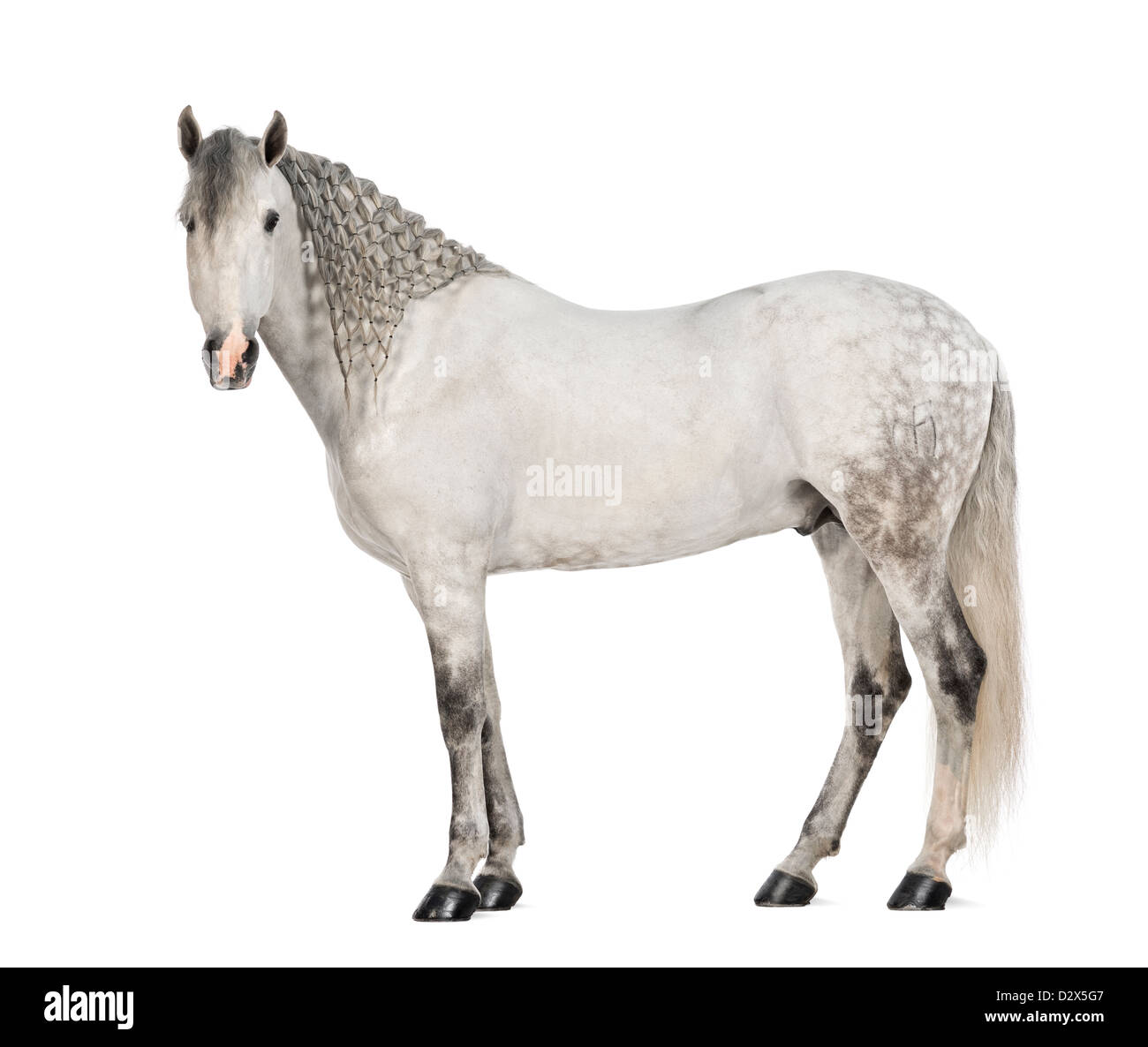 Männlichen andalusischen mit geflochtenen Mähne, 7 Jahre alt, auch bekannt als die reinen spanischen Pferd oder PRE, stehend vor weißem Hintergrund Stockfoto