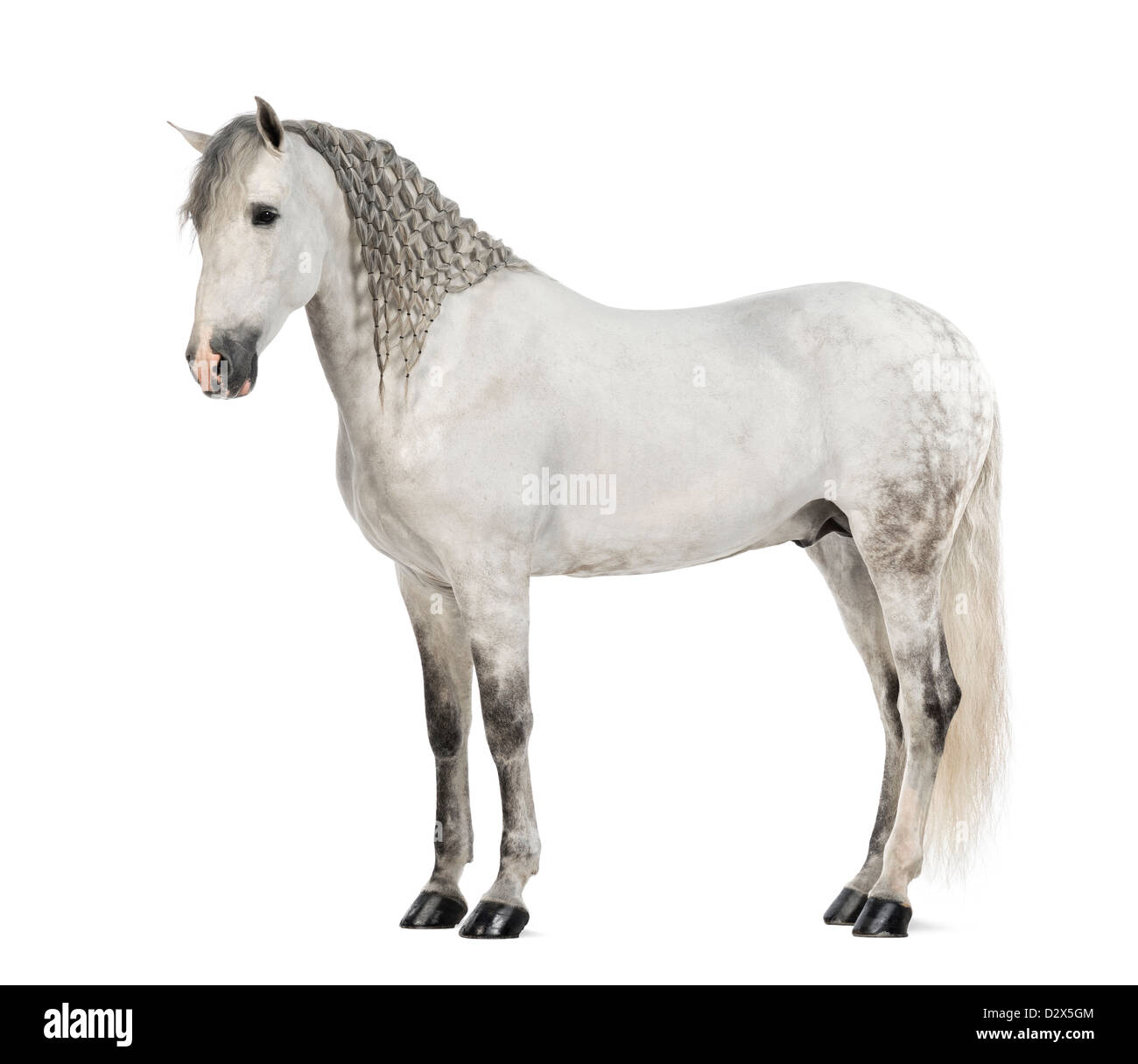 Männlichen andalusischen mit geflochtenen Mähne, 7 Jahre alt, auch bekannt als die reinen spanischen Pferd oder PRE, stehend vor weißem Hintergrund Stockfoto