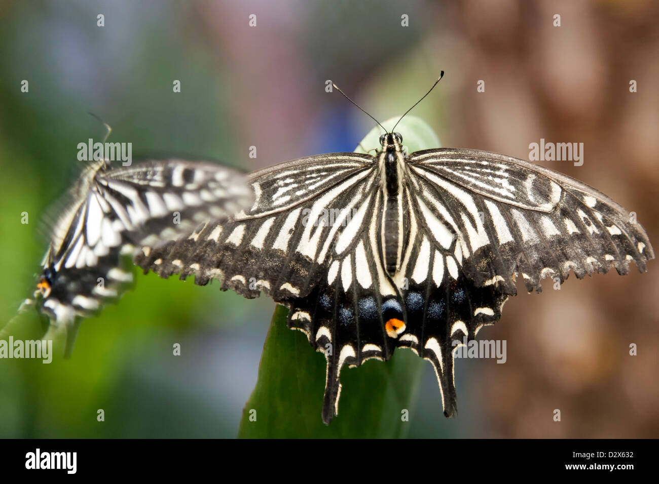Kalk-Schmetterling (Papilio Demoleus) ist ein Schmetterling in der Regel in großen Teilen Asiens gesehen. Stockfoto