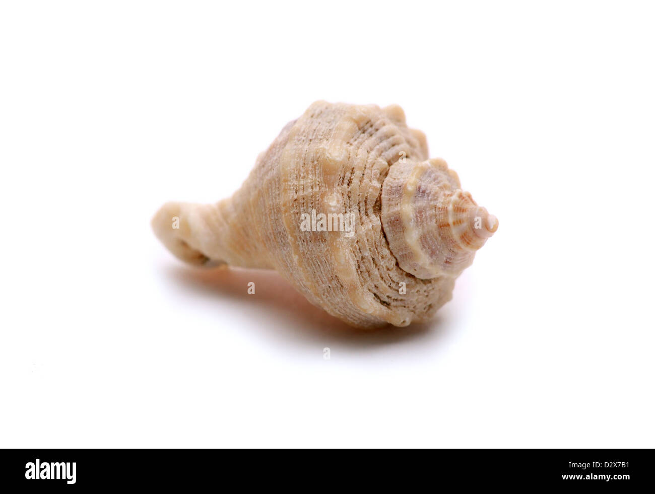 Einzelne Muschel Makro isoliert auf weißem Hintergrund Stockfoto