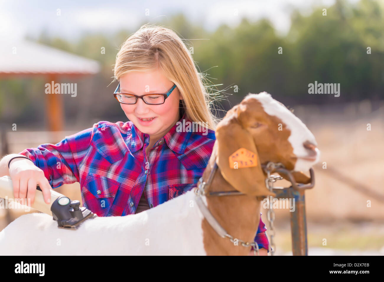 Mädchen ist eine Boer Ziege um eine Vieh-Show vorzubereiten trimmen. Stockfoto