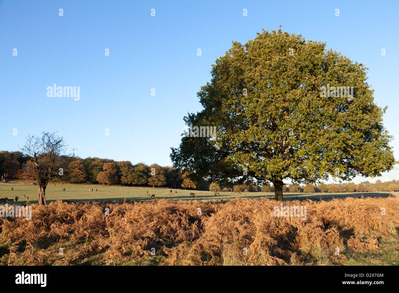 Herbst im Richmond Park, ein Royal Park in London Stockfoto