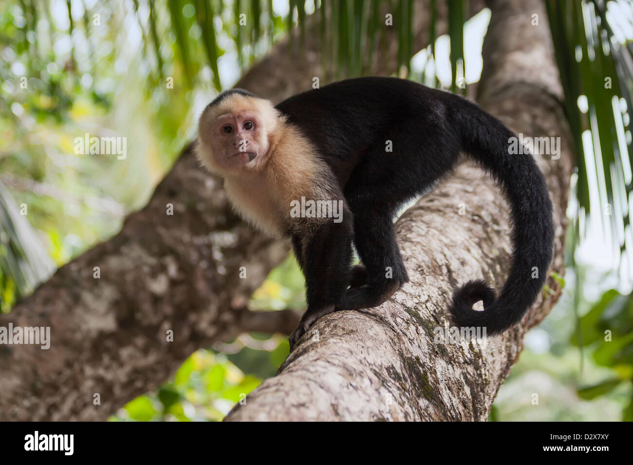 Weißen konfrontiert Kapuziner Affen Stockfoto