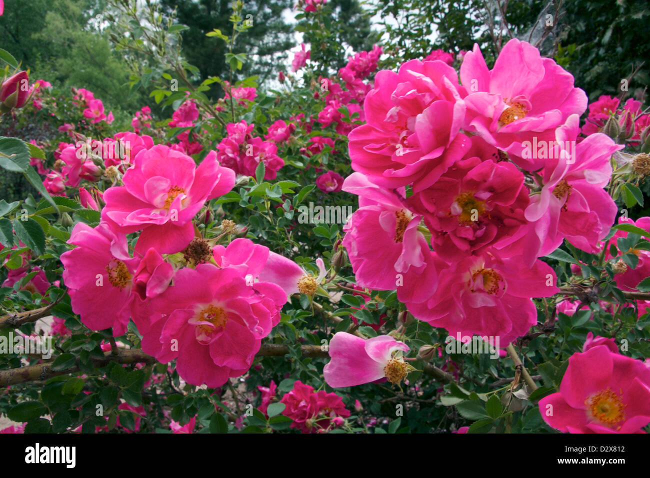William Baffin winterhart Säule Typ rose Stockfoto