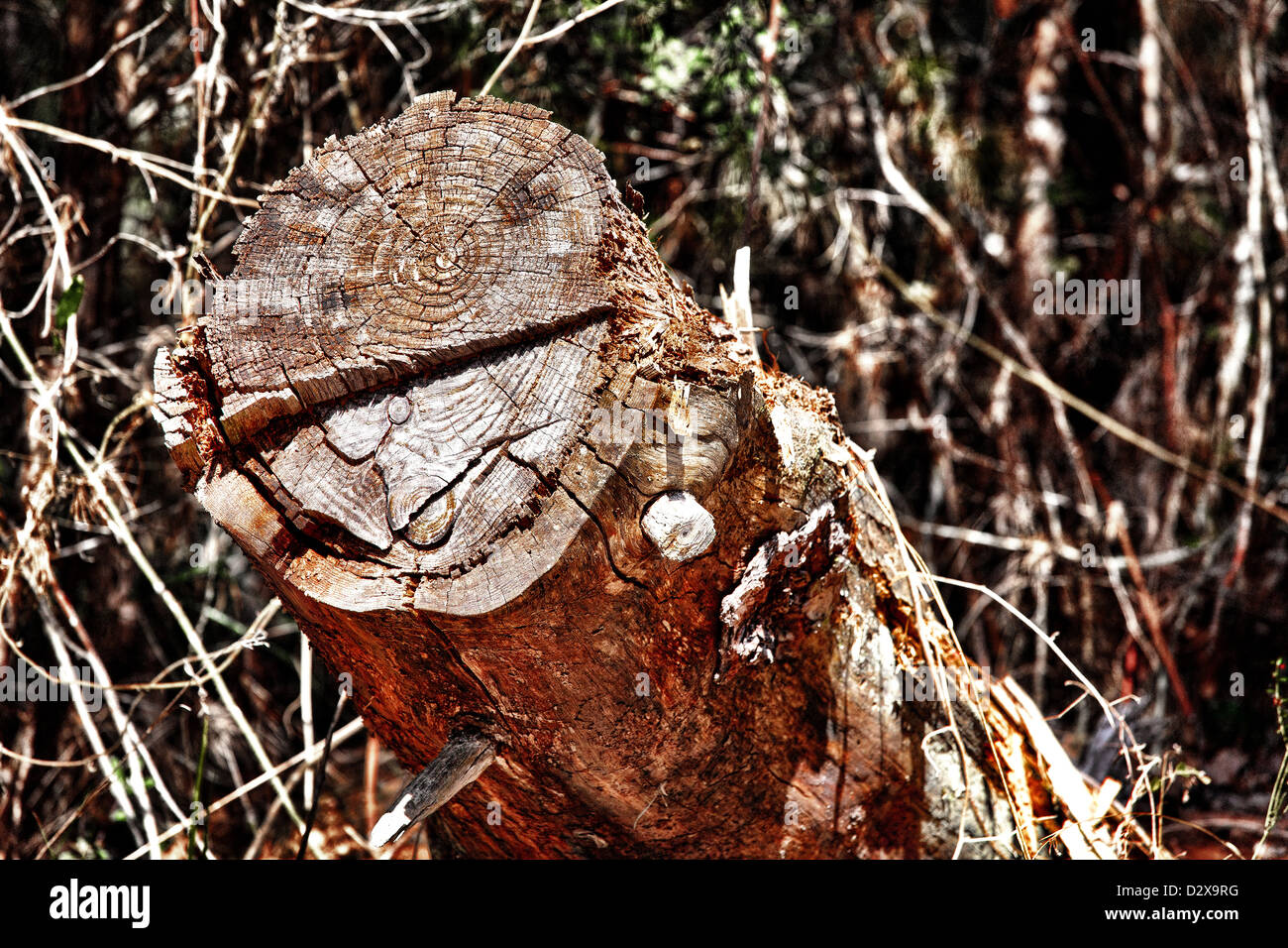 Ein Schnitt Baumstamm Stockfoto
