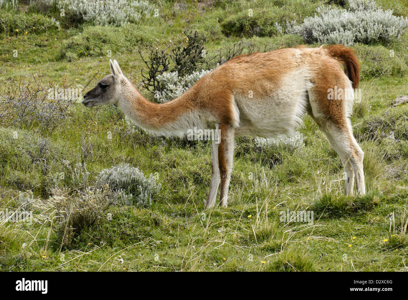 Guanako im Torres del Paine Nationalpark, Patagonien, Chile Stockfoto