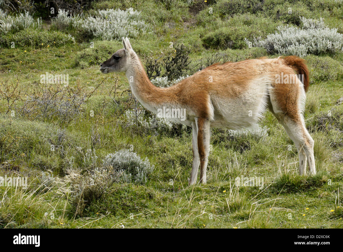 Guanako im Torres del Paine Nationalpark, Patagonien, Chile Stockfoto
