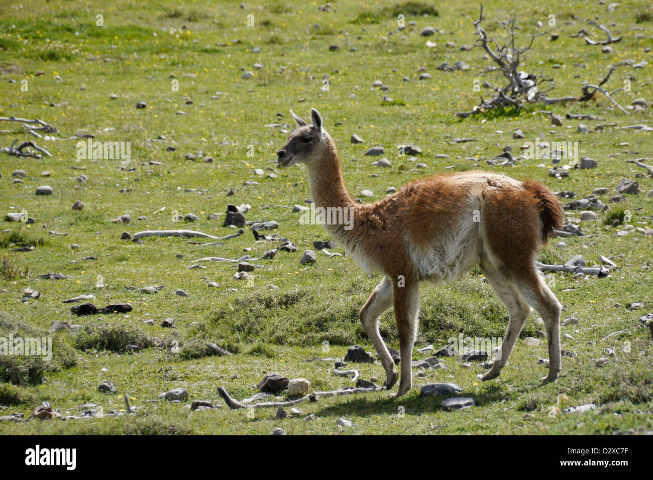 Guanako im Torres del Paine Nationalpark, Patagonien, Chile Stockfoto