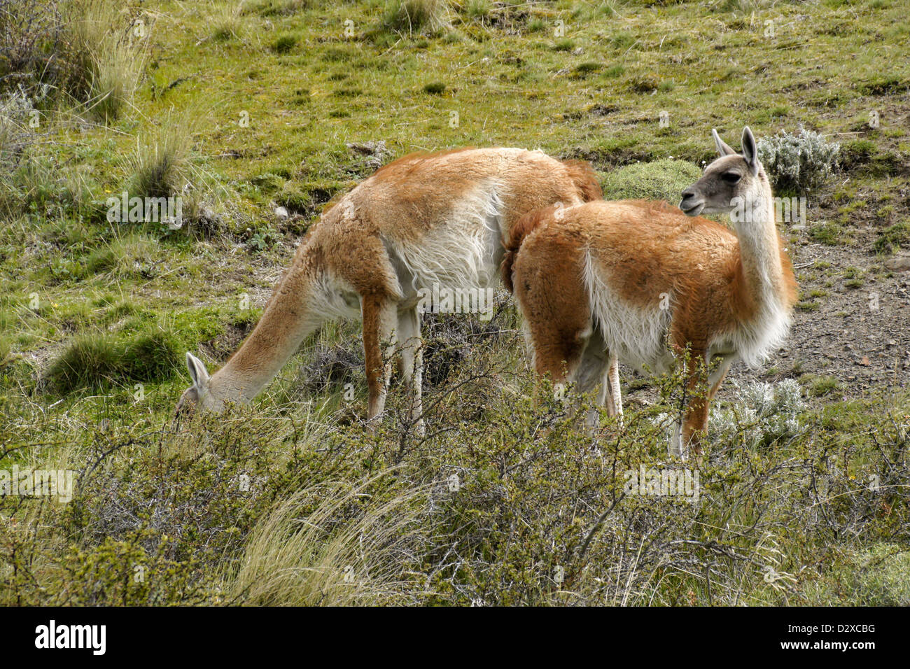 Guanakos in Torres del Paine Nationalpark, Patagonien, Chile Stockfoto