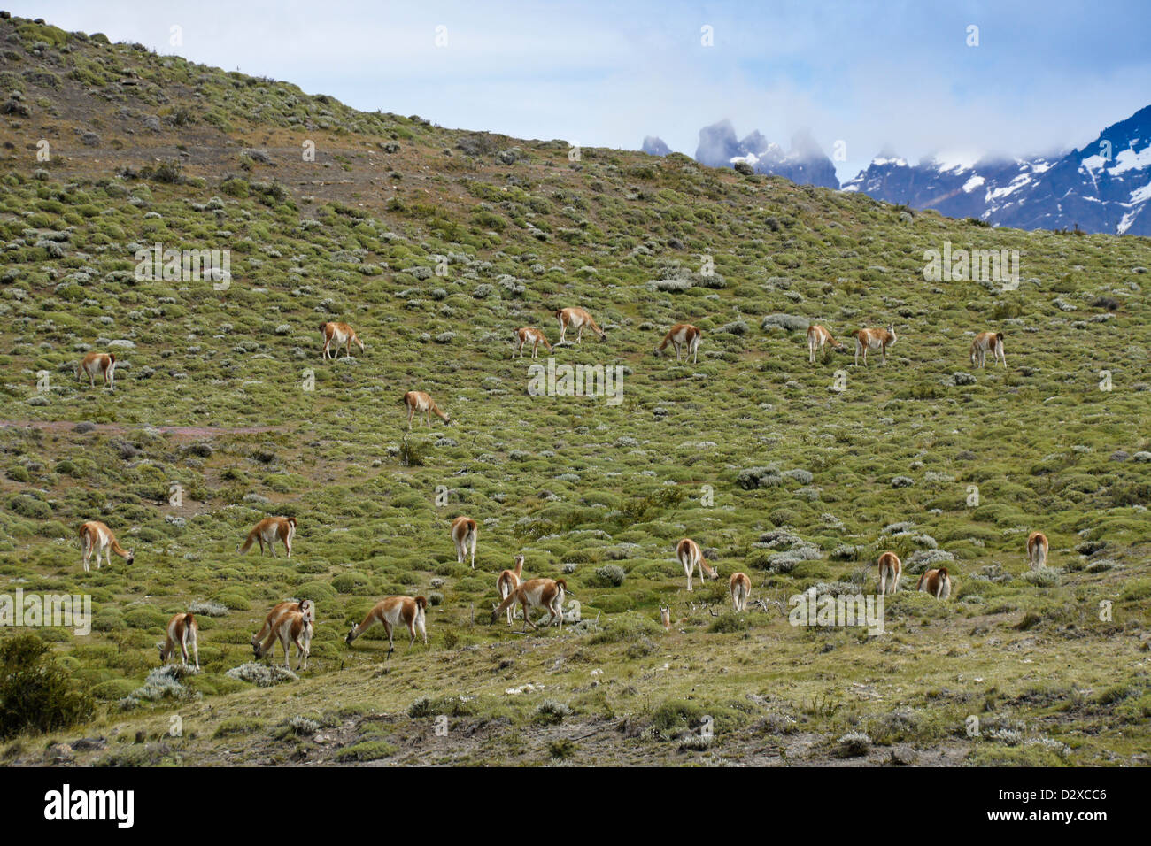 Guanakos in Torres del Paine Nationalpark, Patagonien, Chile Stockfoto