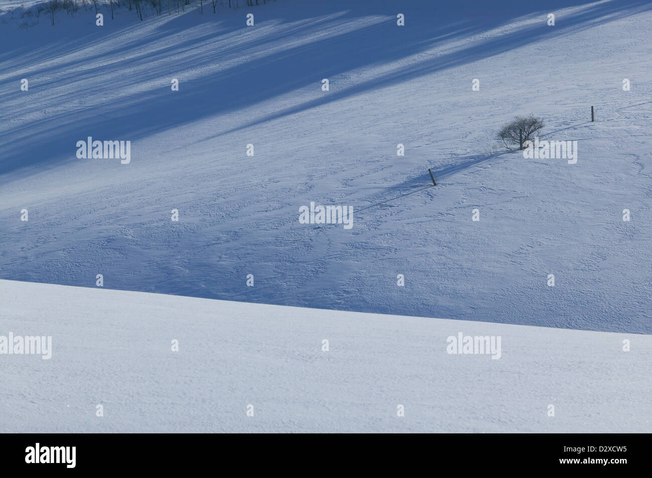 Ruhige Szene ein paar Bäume in einem offenen Feld in Schnee bedeckt, Stowe, Vermont, USA Stockfoto