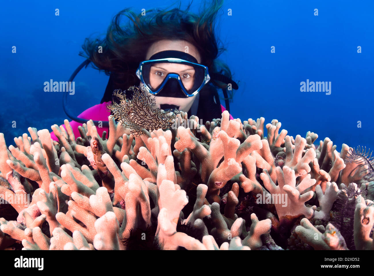 Lacey Drachenköpfe Aphanes mit einem weiblichen Taucher, Great Barrier Reef, Queensland, Australien, Coral Sea, Pazifik Stockfoto