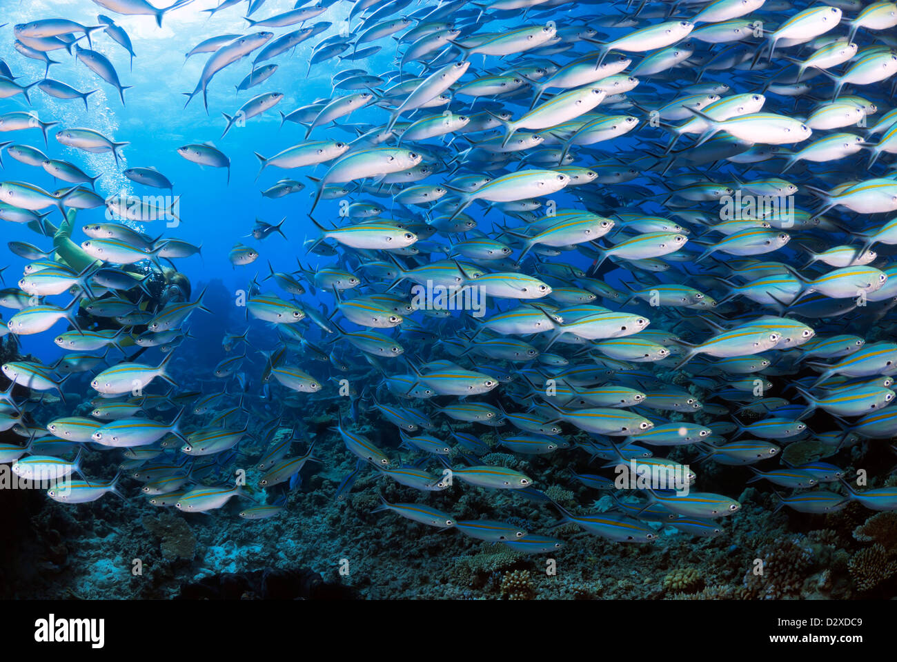 Scissortail Fusslilier Caesio Caerulaurea mit weiblichen Taucher, Great Barrier Reef und Coral Sea, Pazifik, Queensland, Australien Stockfoto
