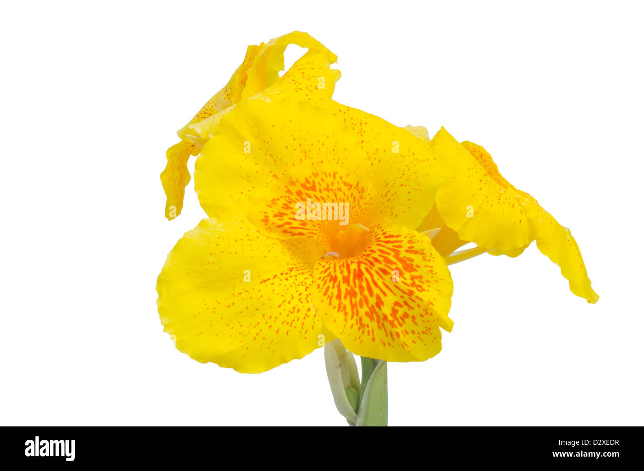 Gelbe Canna Blume isoliert auf weißem Hintergrund Stockfoto