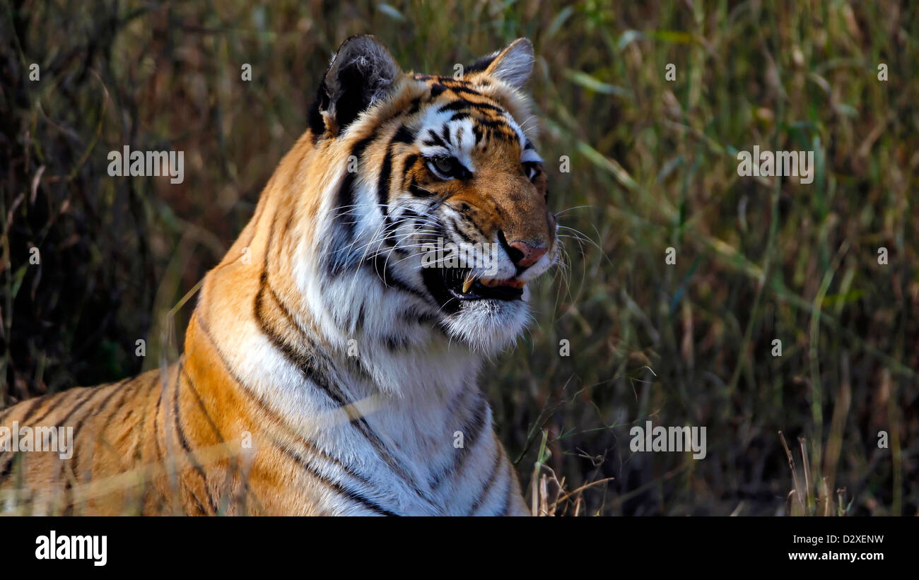 Tiger, Königstiger, Ranthambore Nationalpark, Rajasthan, indische Tierwelt, Artenschutz, Reiseziele, Tier in wild Stockfoto