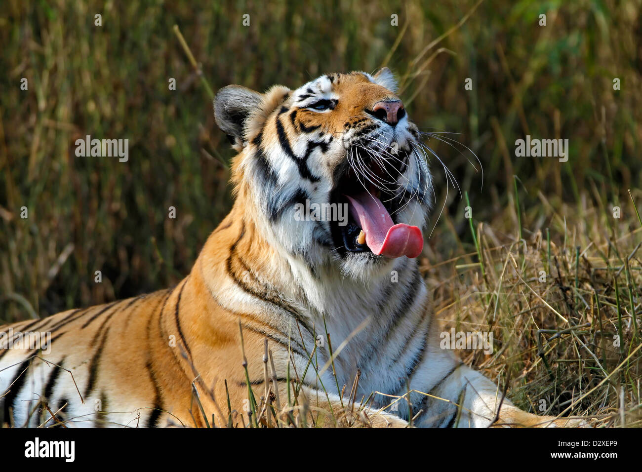 Tiger, Königstiger, Ranthambore Nationalpark, Rajasthan, indische Tierwelt, Artenschutz, Reiseziele, Tier in wild Stockfoto