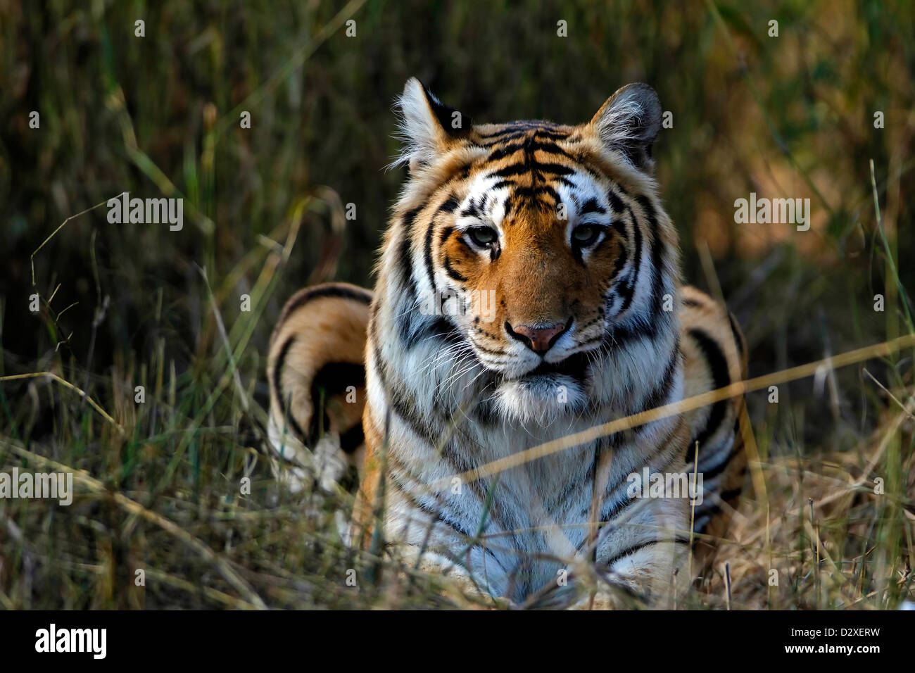 Tiger, Königstiger, Ranthambore Nationalpark, Rajasthan, indische Tierwelt, Artenschutz, Reiseziele, Tier in wild Stockfoto