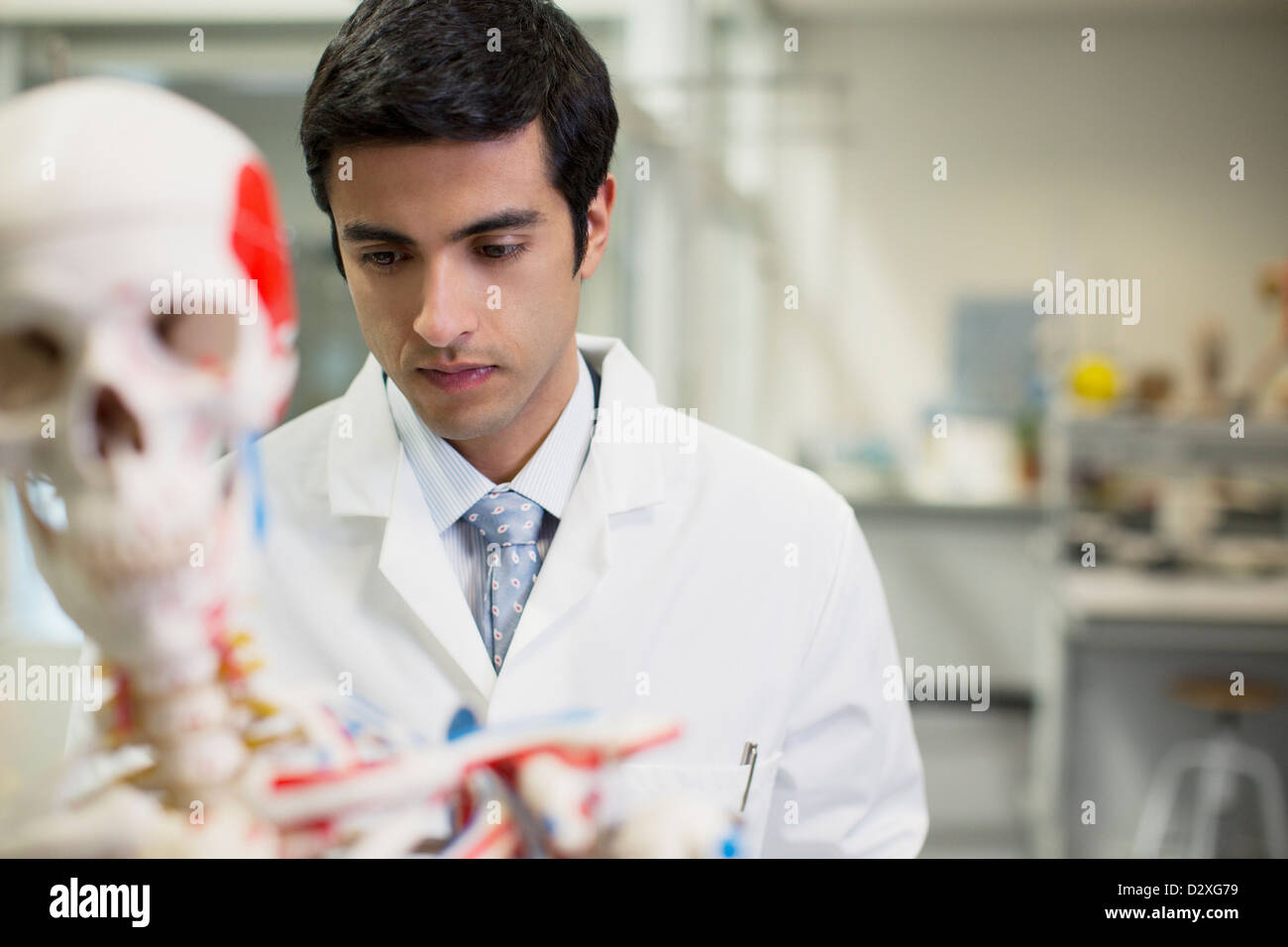 Wissenschaftler mit anatomischen Modells im Labor Stockfoto