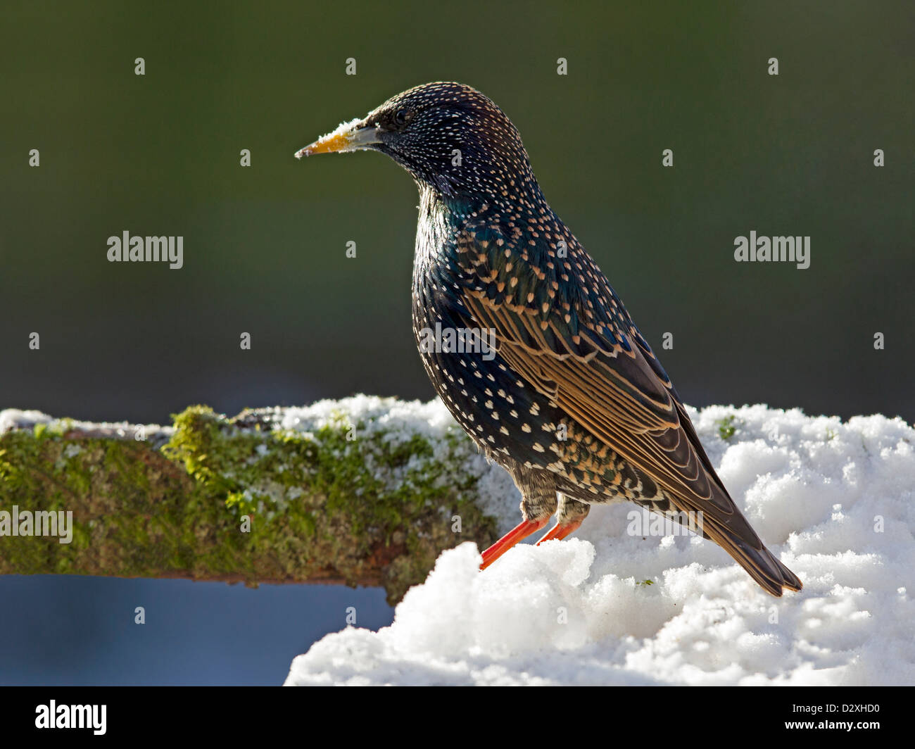 Gemeinsamen Starling thront im Schnee Stockfoto