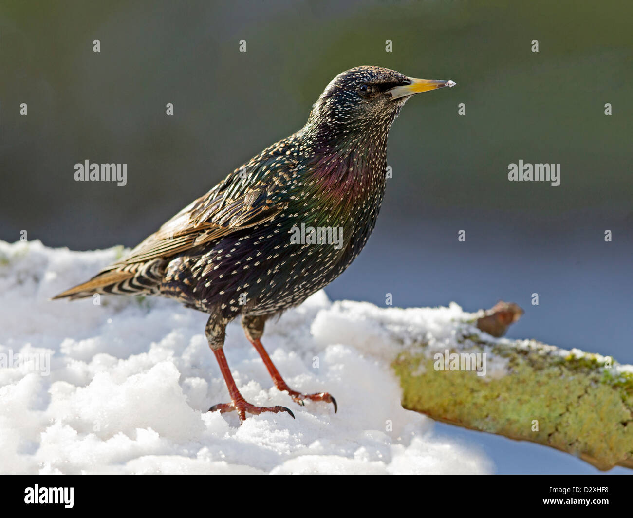 Gemeinsamen Starling thront im Schnee Stockfoto