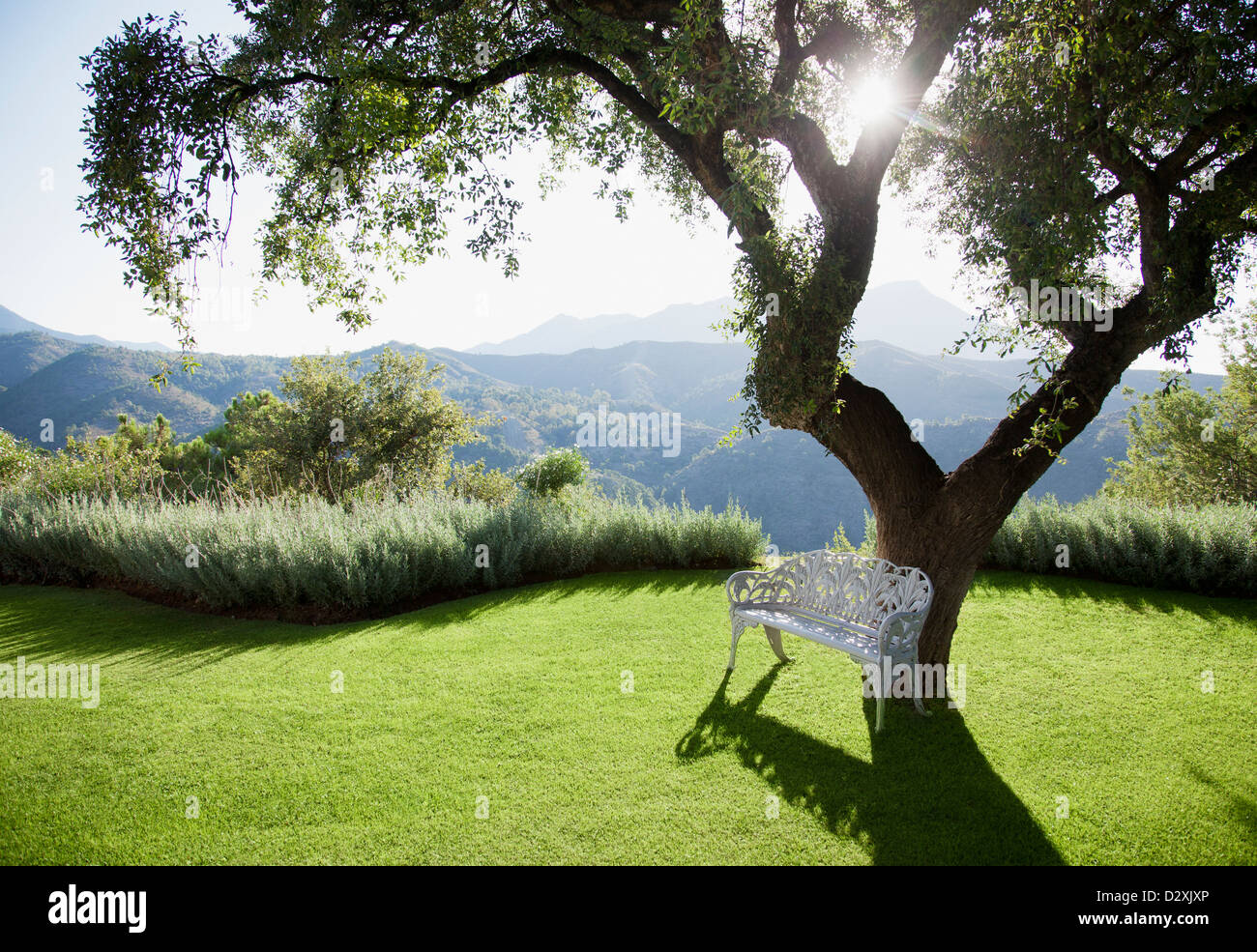 Sonne hinter Baum mit Bergen im Hintergrund Stockfoto