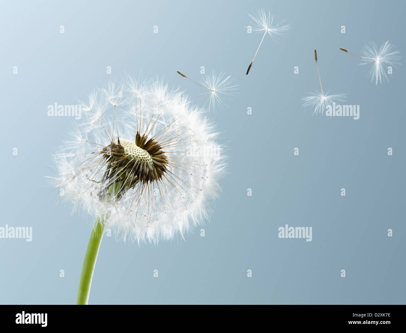 Nahaufnahme von Samen weht aus Löwenzahn auf blauem Hintergrund Stockfoto