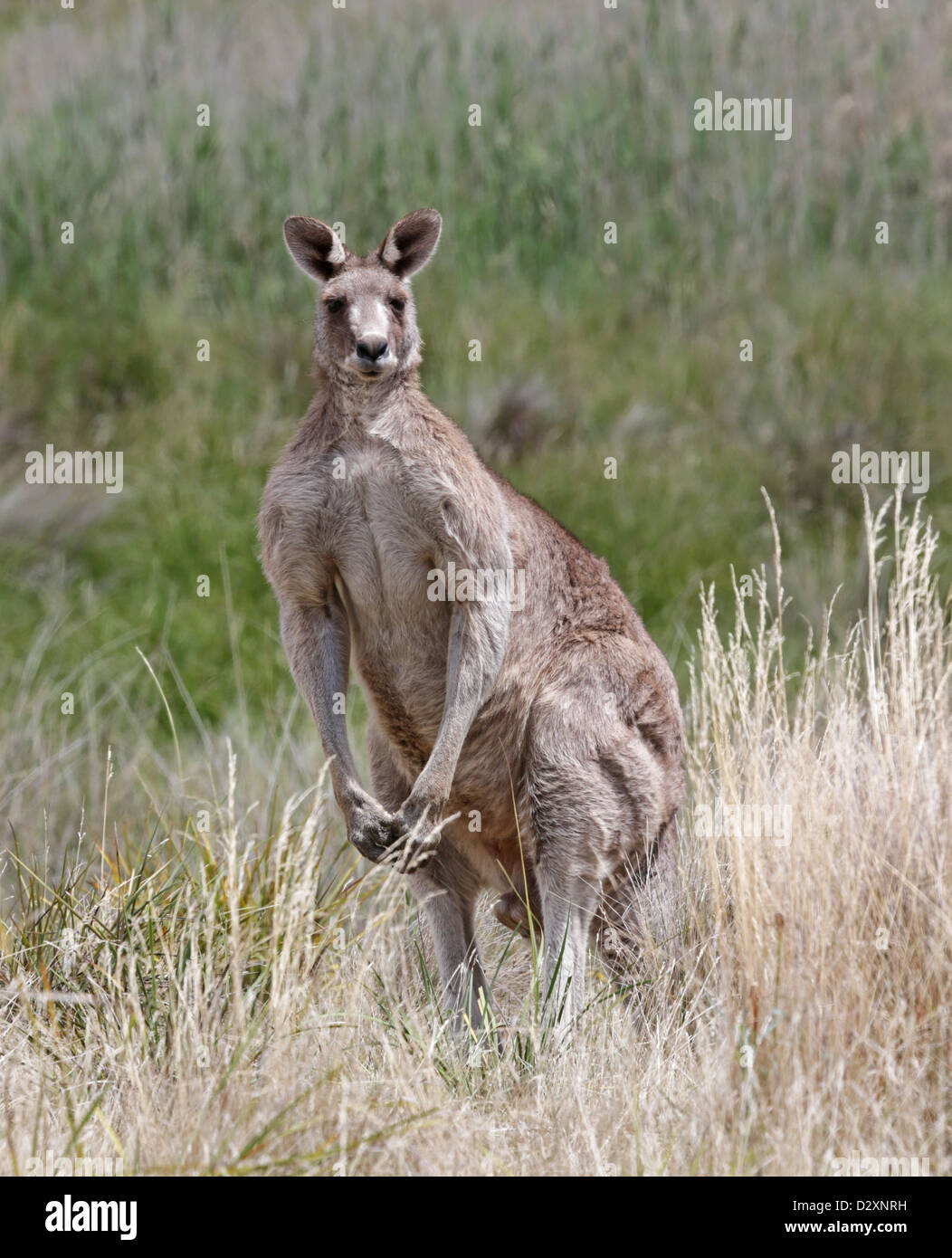 Eine große östliche graue Känguru (Macropus Giganteus) männlichen im Namadgi National Park. Stockfoto