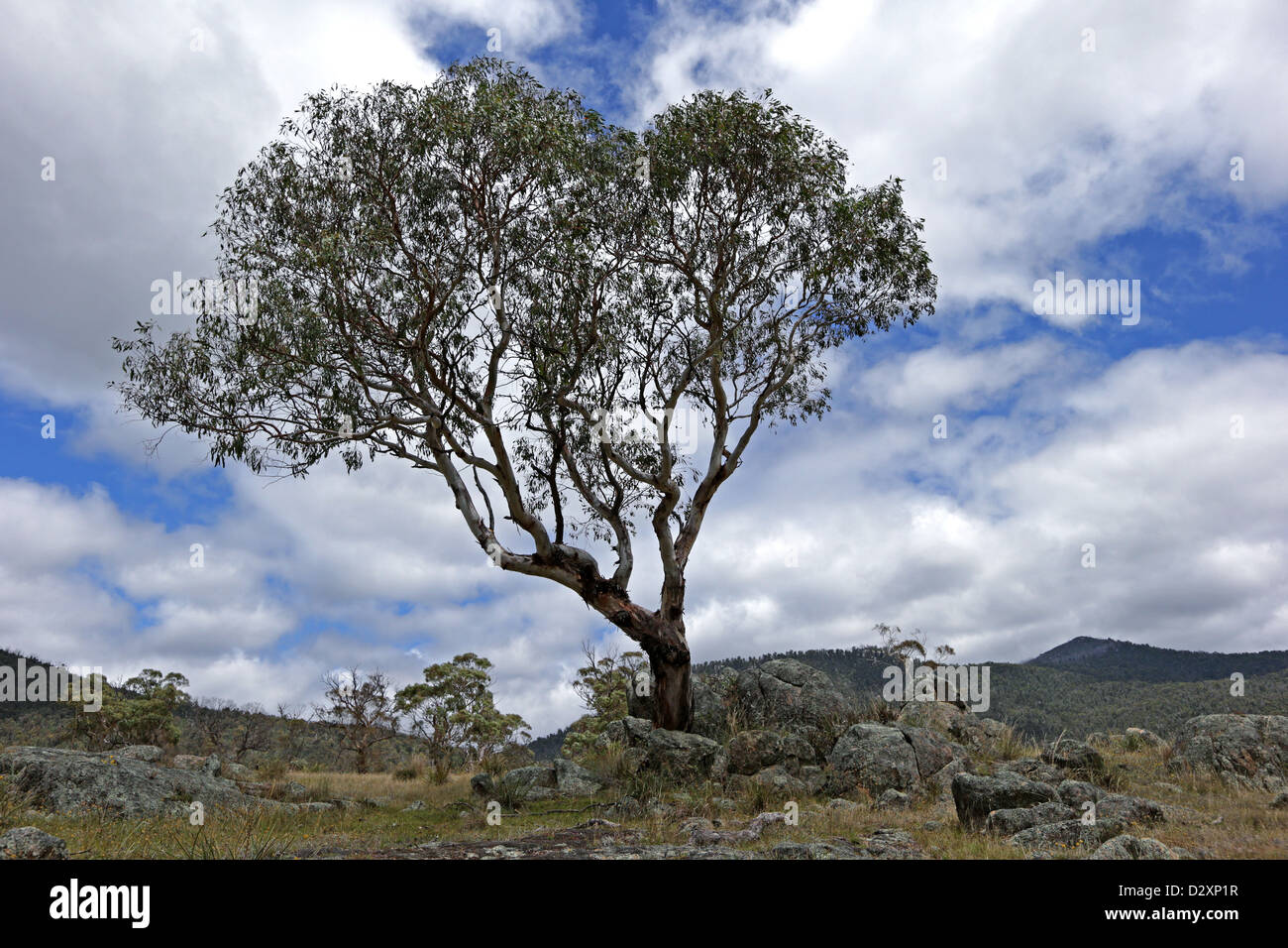 Ein Fluss Red Gum (Eucalyptus Camaldulensis) stehen auf eigenen neben einem Felsblock im Namadgi National Park. Stockfoto