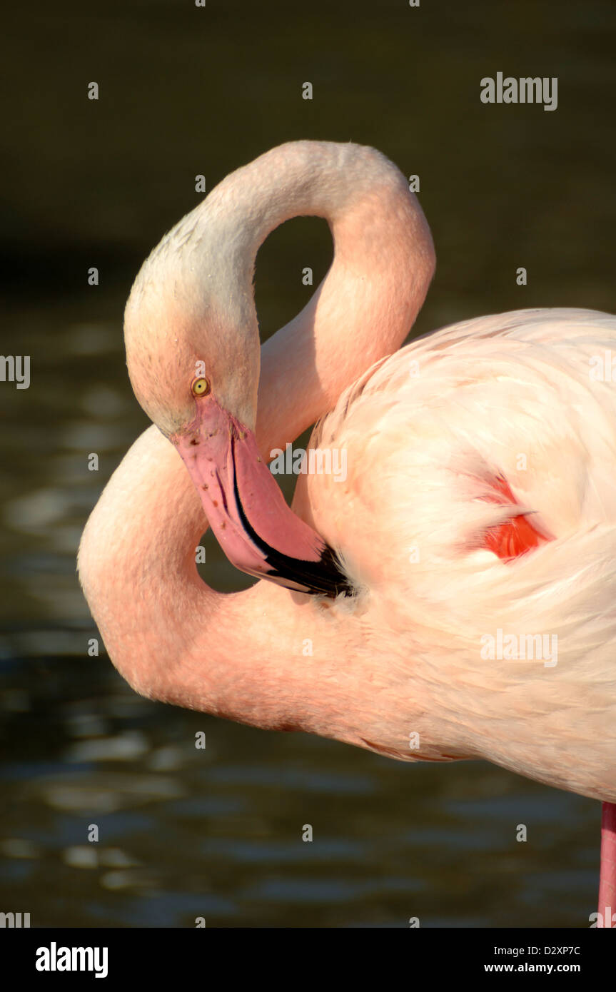 Porträt des Flamingo, Phoenicopterus ruber, Präening in der Camargue Feuchtgebiete oder Naturschutzgebiet Provence Frankreich Stockfoto